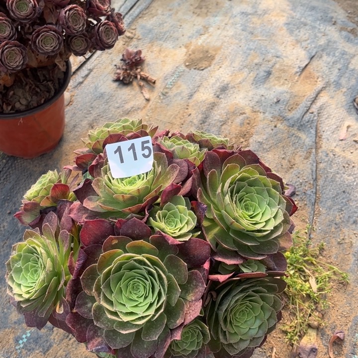 万圣夜115不包断枝