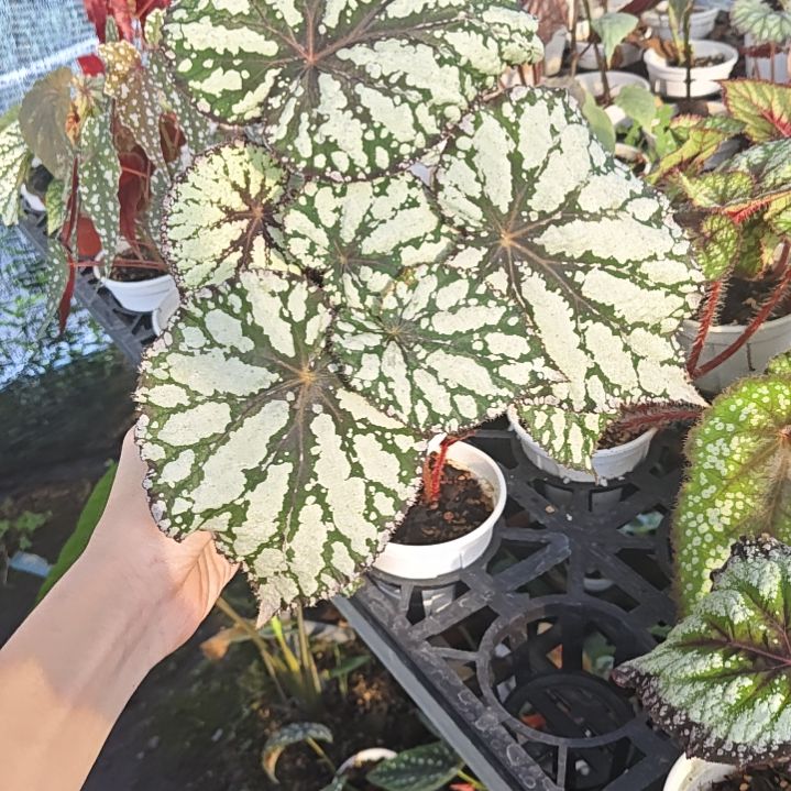 大王秋海棠一物一拍