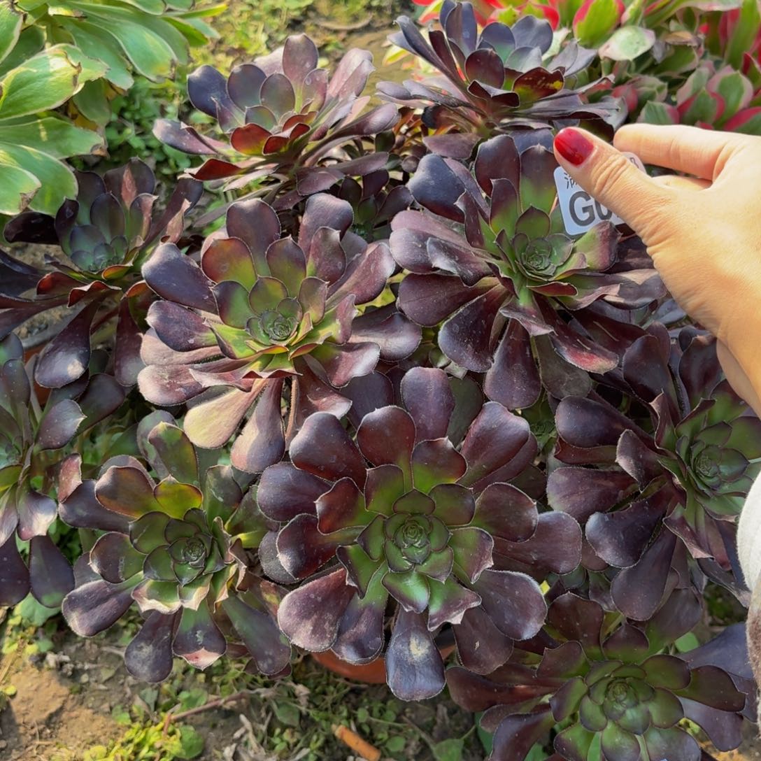 25多肉植物捧花的