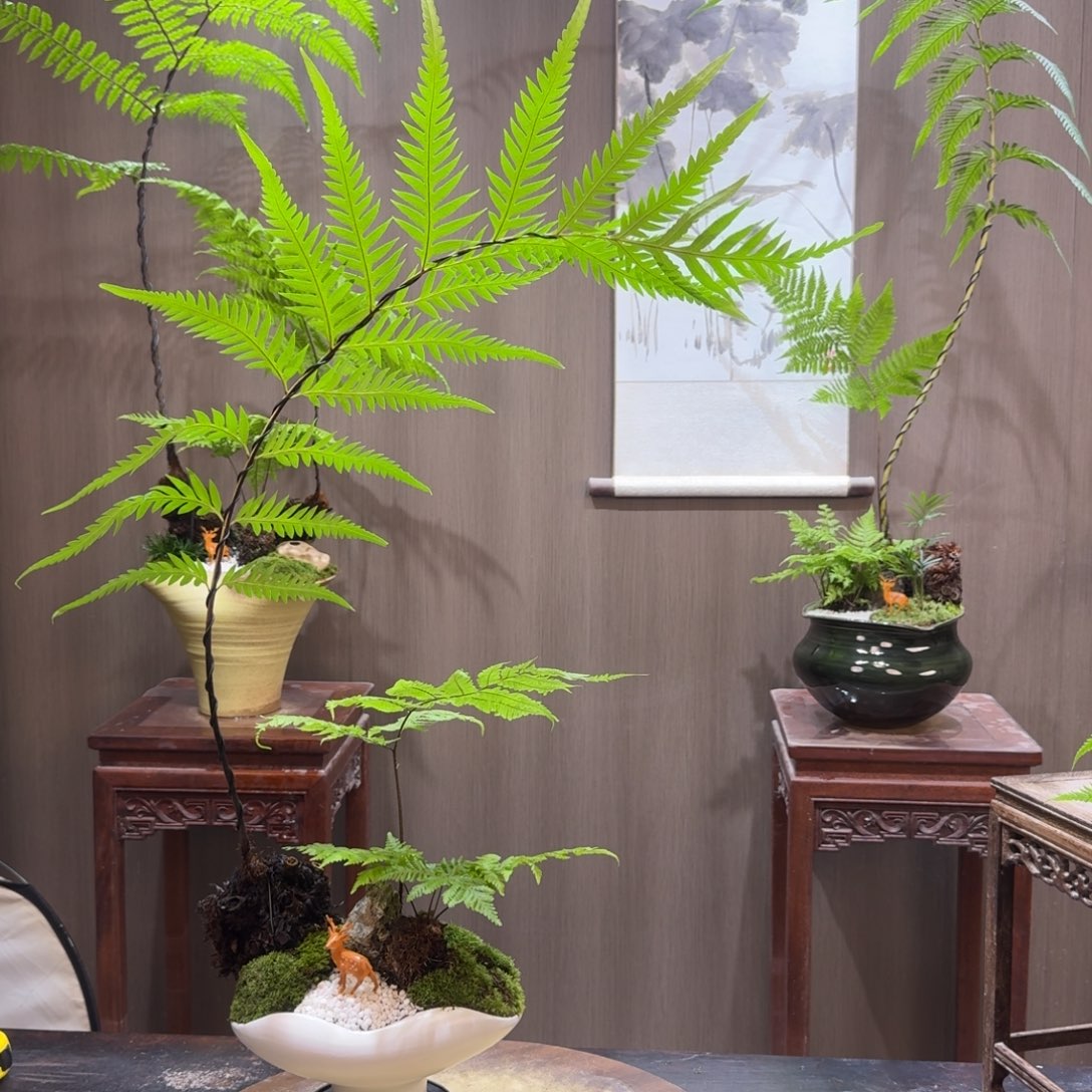 W***M无花朵蕨类植物一物一拍