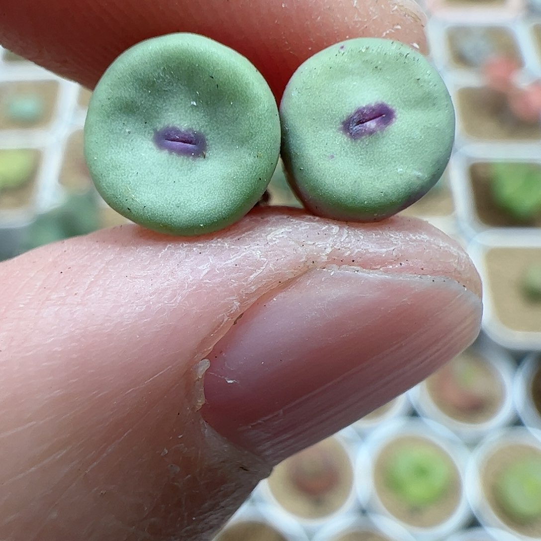 【闪购商品】82 TS427 红嘴小苗