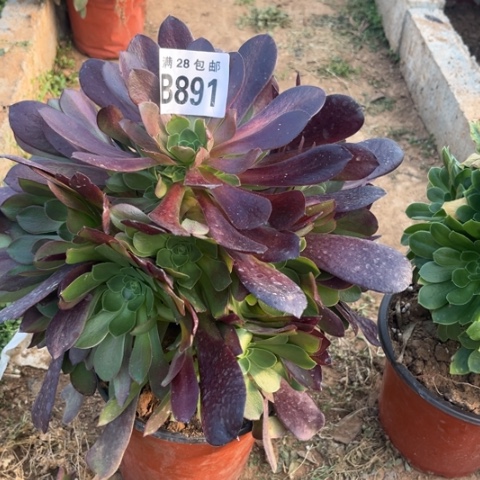 891梅花不包断枝