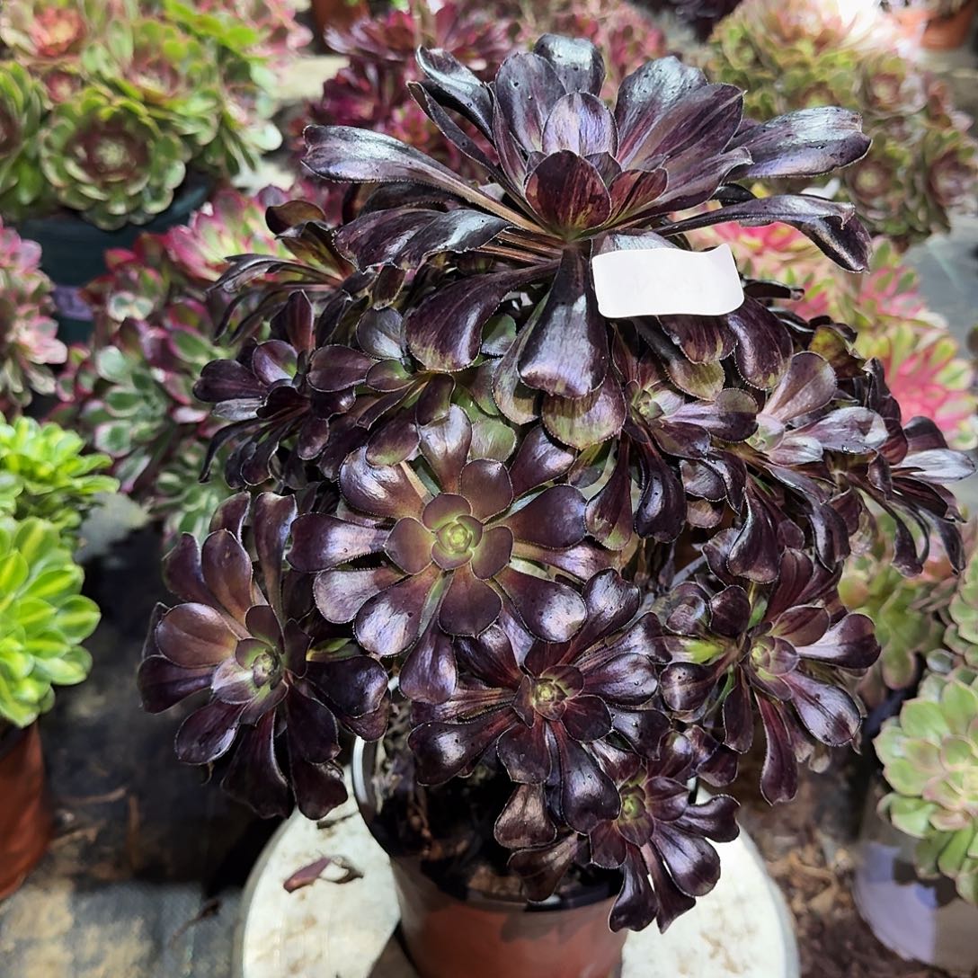 多肉植物墨麒麟584