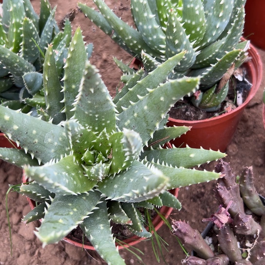 多肉植物芦荟群生