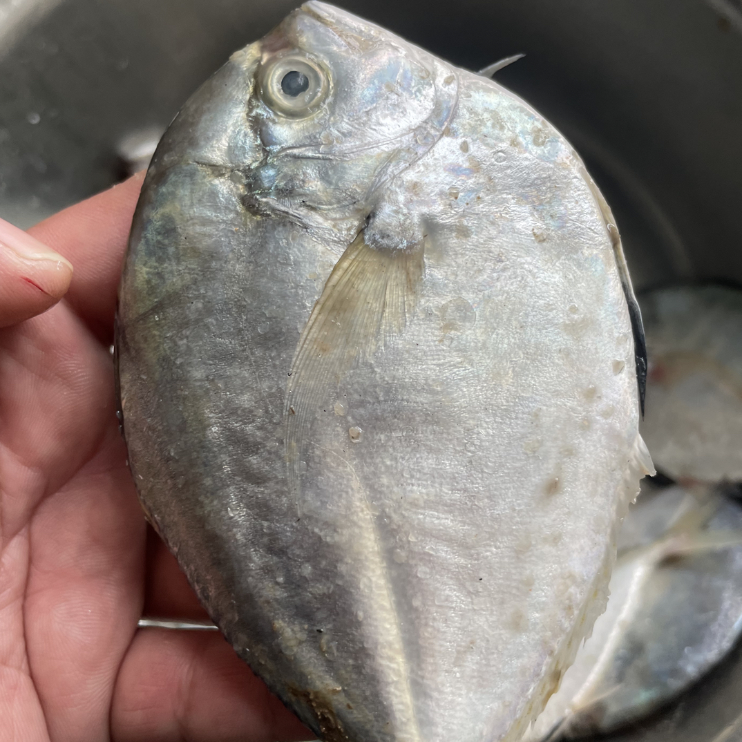 新鲜海捕野生叶子鲳，月亮鲳，品质好物超所值，连云港速冻发货