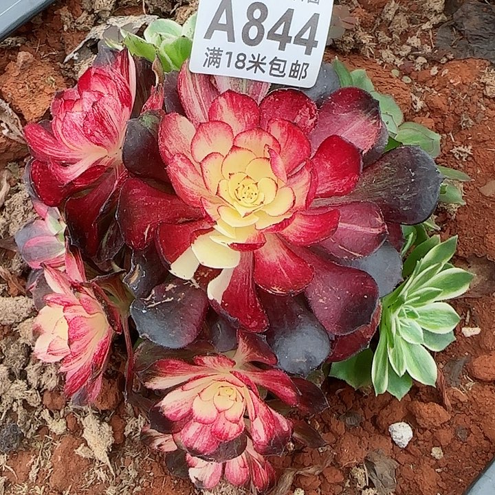 多肉法师伯爵朵朵