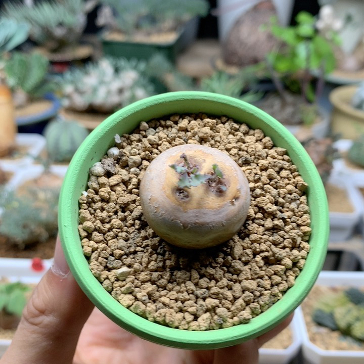 产地格加厚敦菊带盆绿