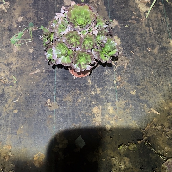 不包侧枝一物一拍64