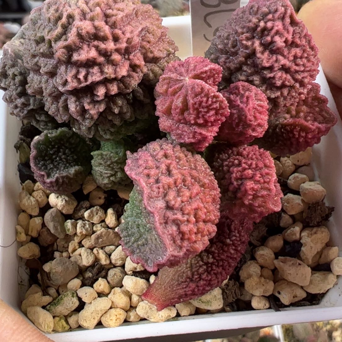 024-5678叶片叶片叶片