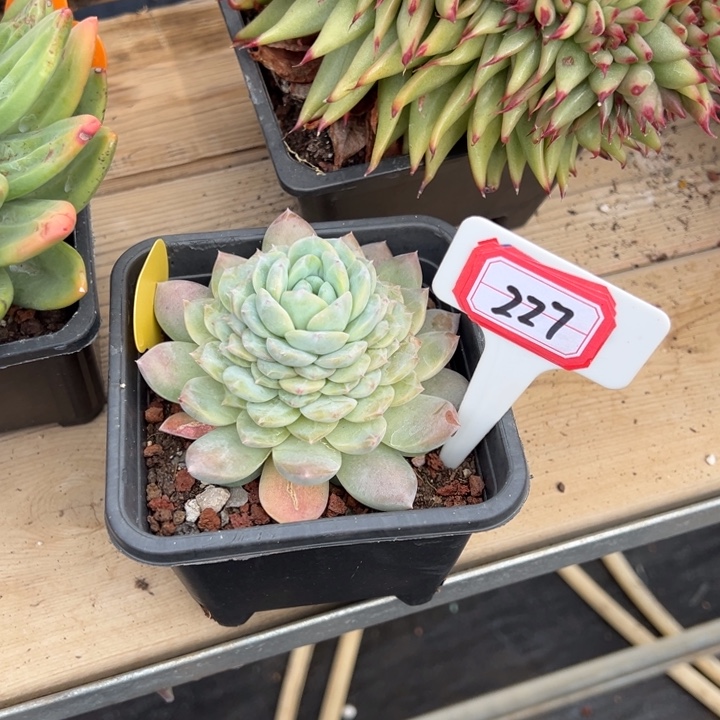 (***寻老桩冰魄一物一拍227号