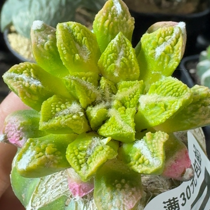 无花朵苗接黑牡丹锦817