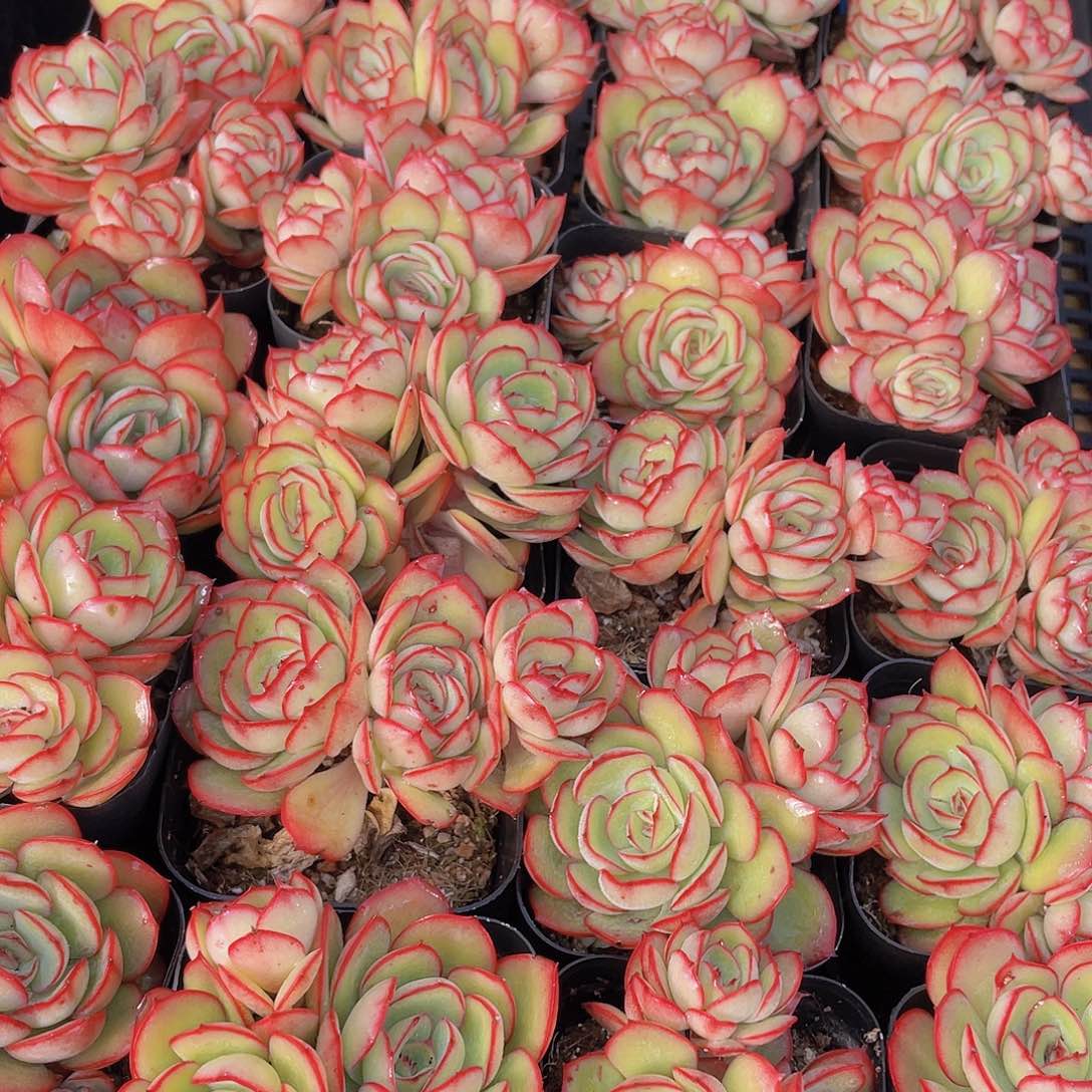 量拍150号 牡丹亭群生一个