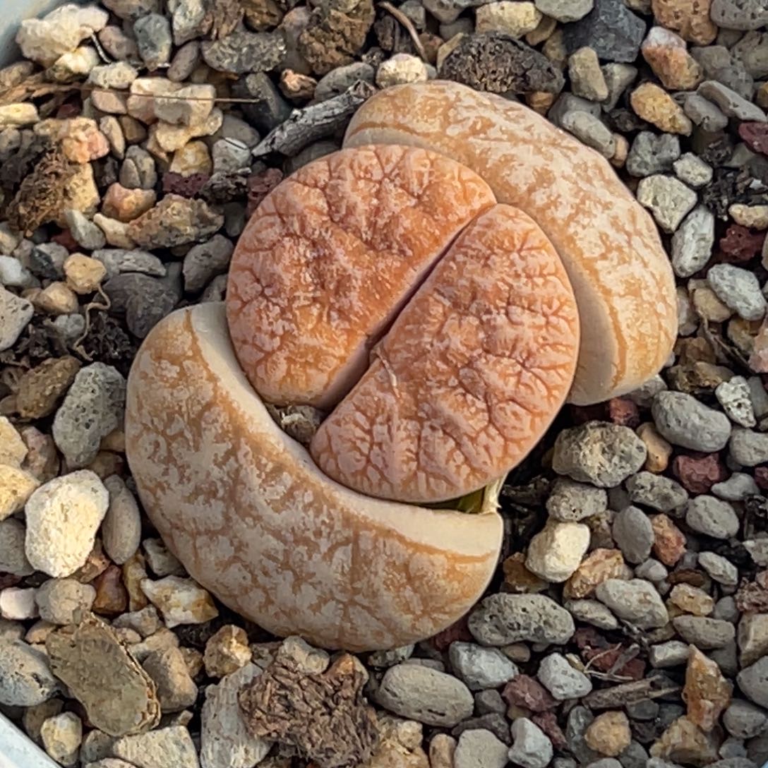 7652睫毛奶霜拿铁荒玉