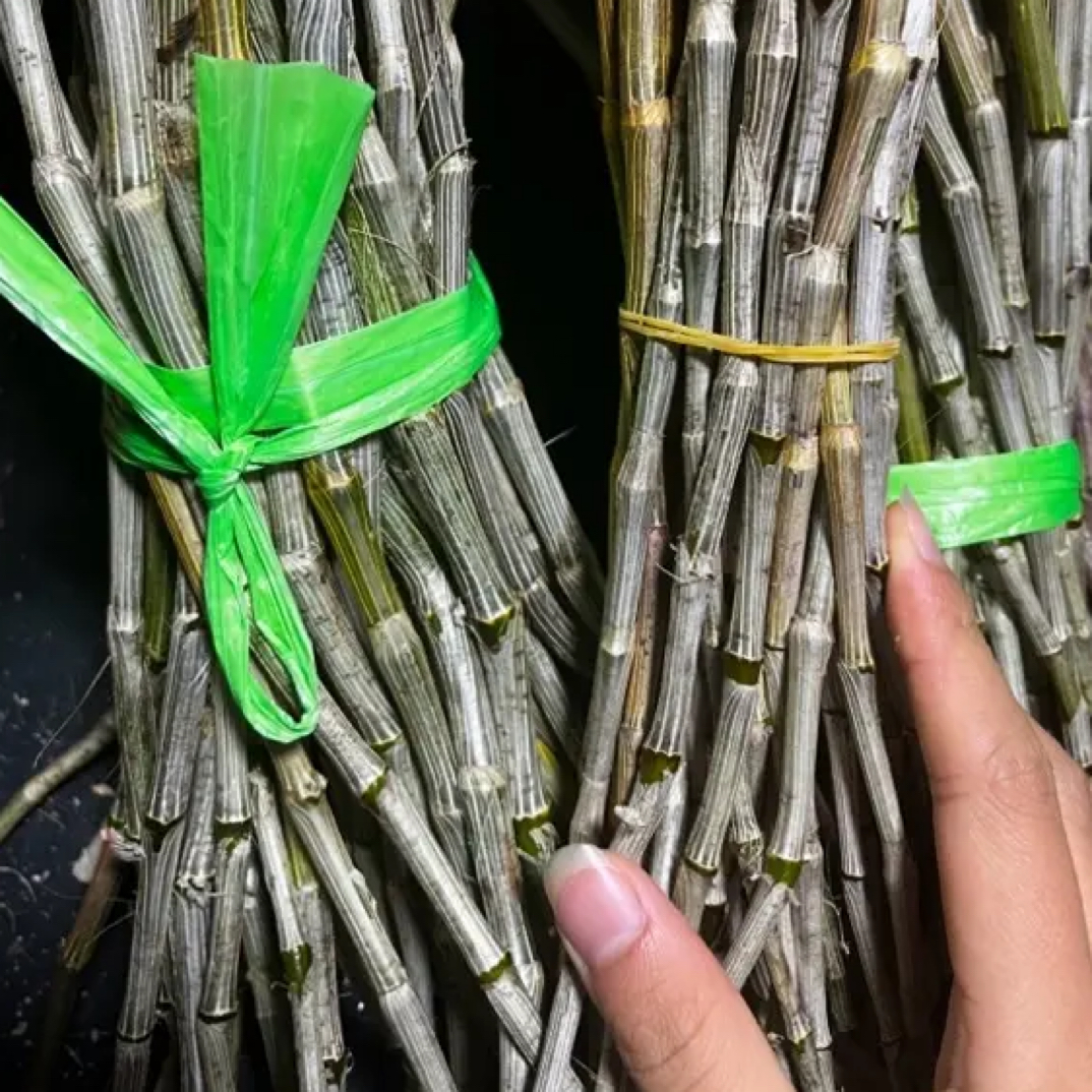 云南高山紫皮石斛