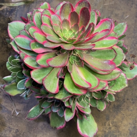 粉花妖多肉植物2958