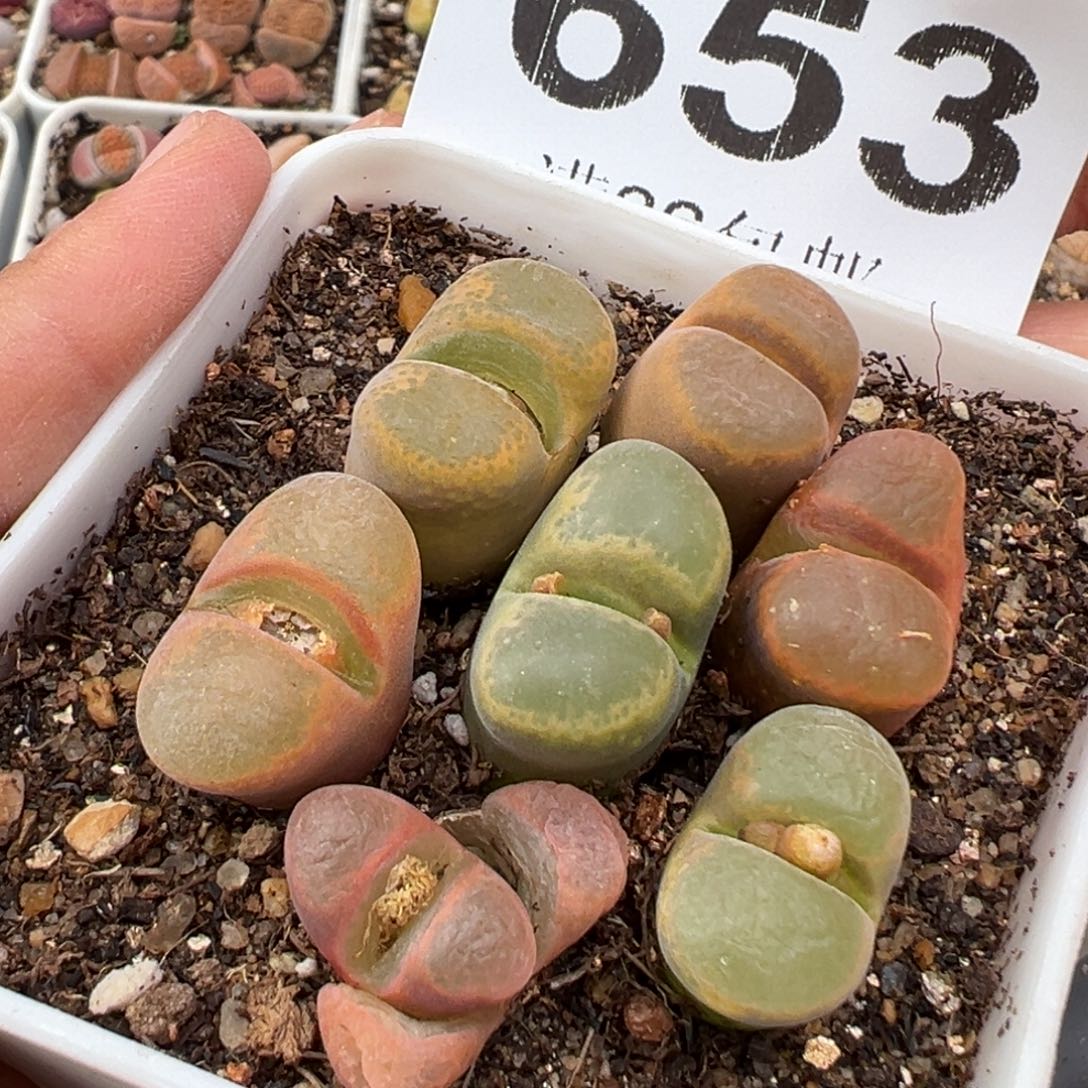 2.15好看的多肉653