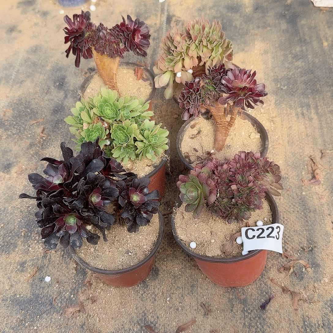 223玫瑰欧紫万缀微瑕共6颗