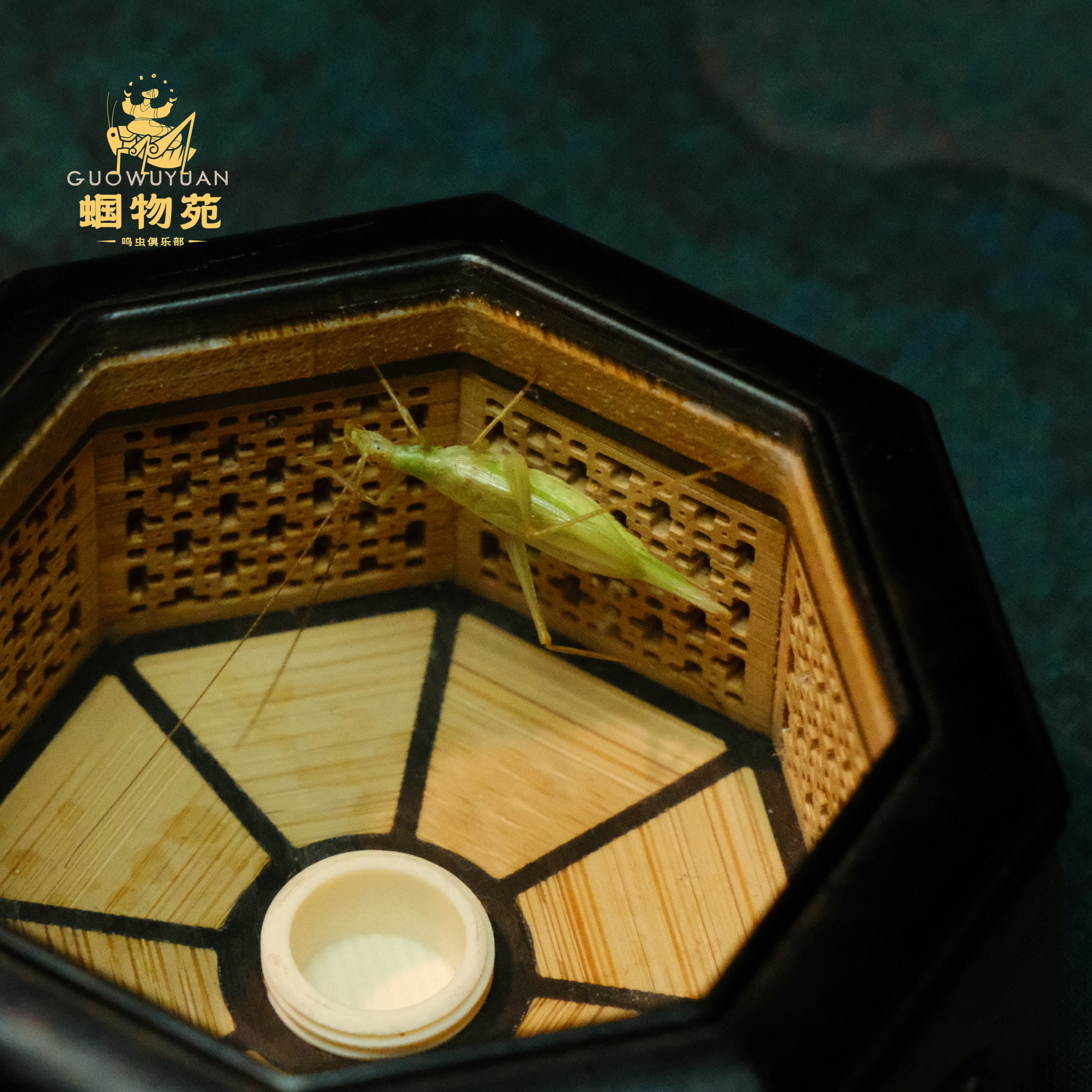 蝈物苑精品柬埔寨竹蛉(三条）