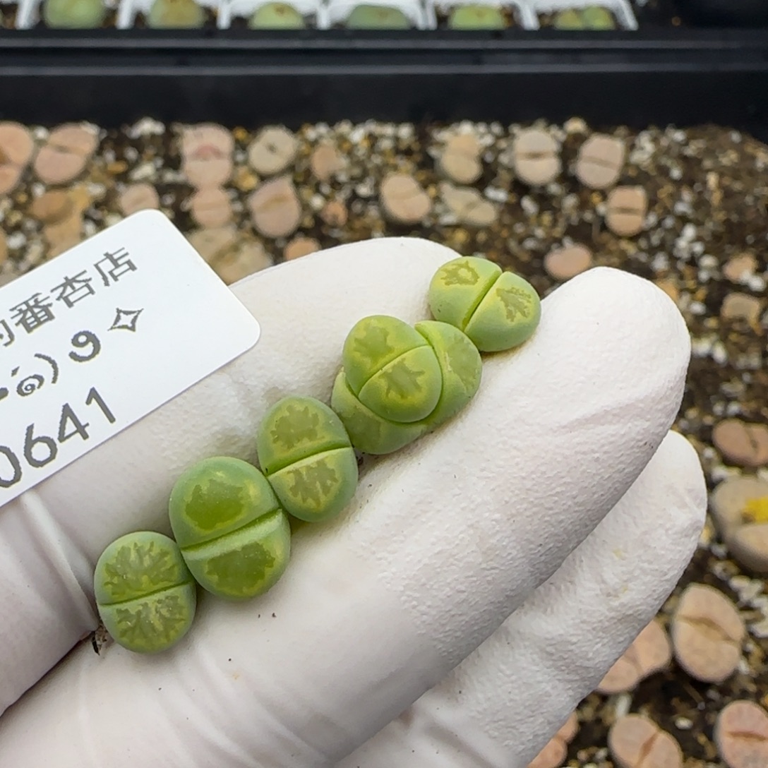 0641。绿菊。。。。。。。。