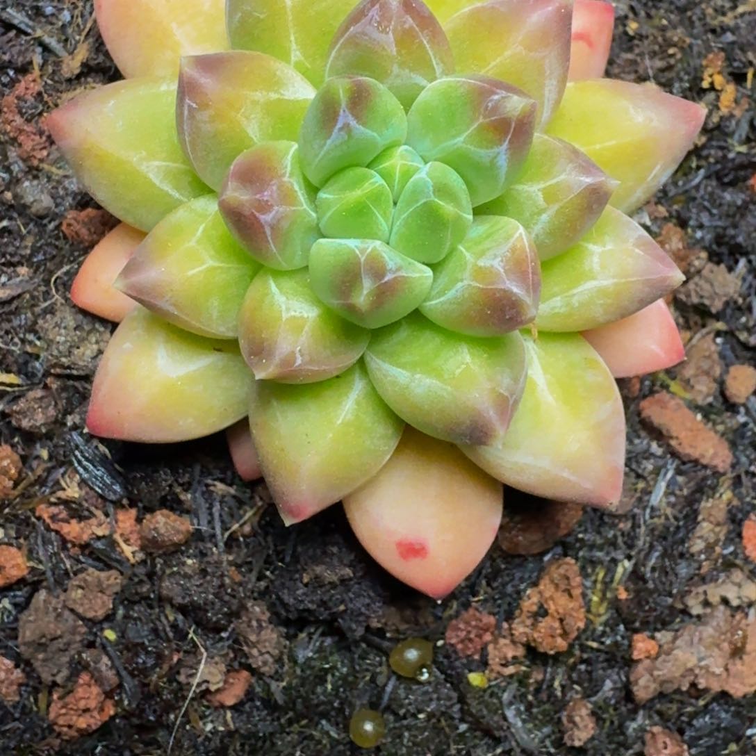 ?**～新品暗纹美人寄养