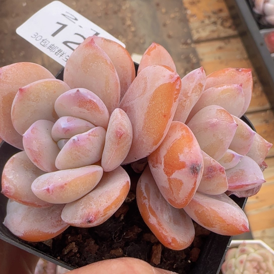 双头奶茶一颗脱土发货