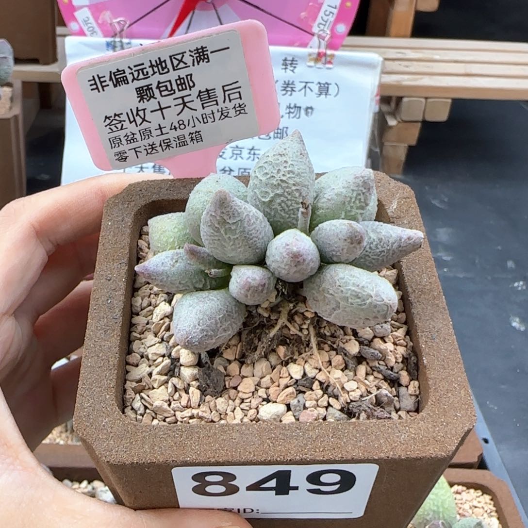 849融冰多肉植物