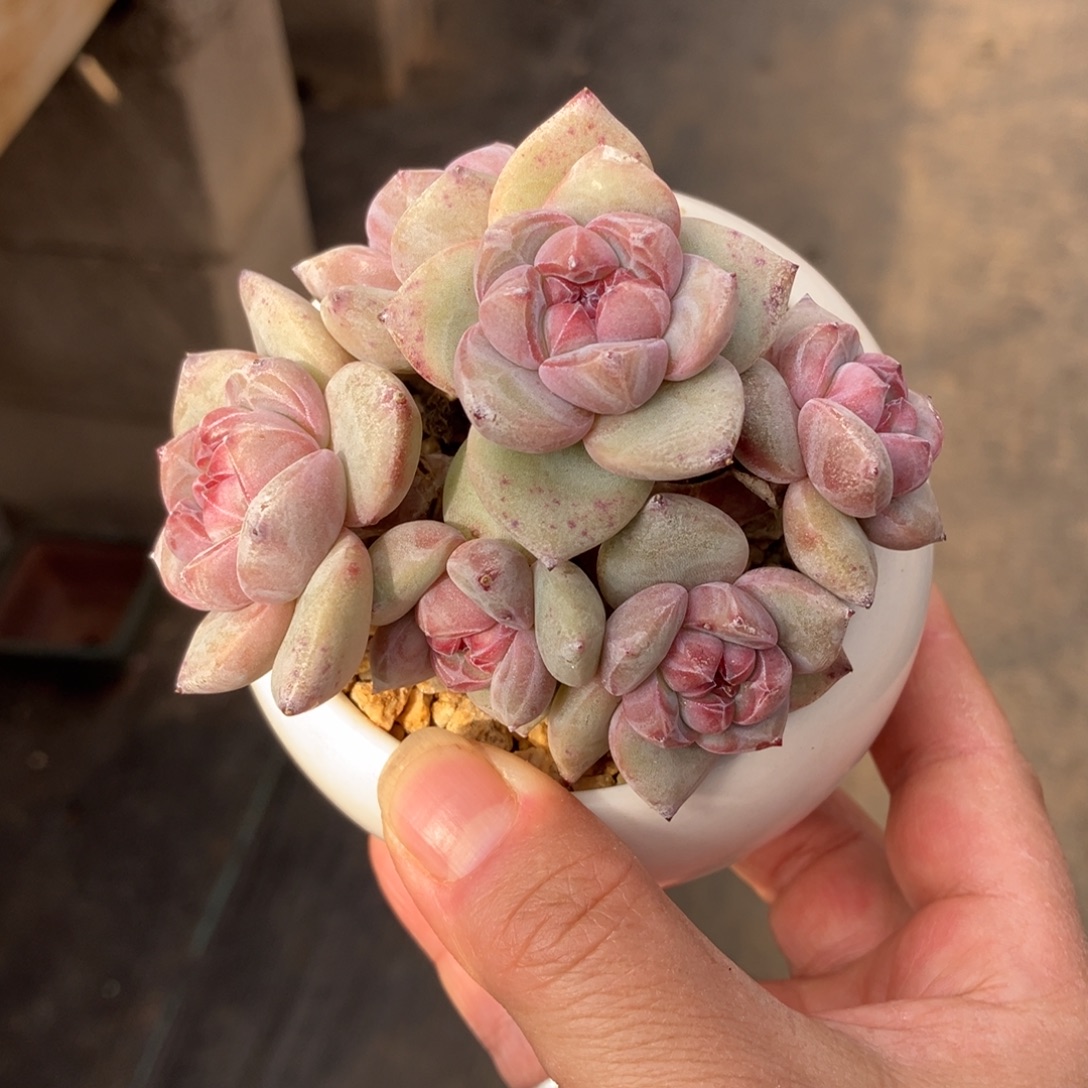 星影石榴汁有砍 一物一拍不支持退换