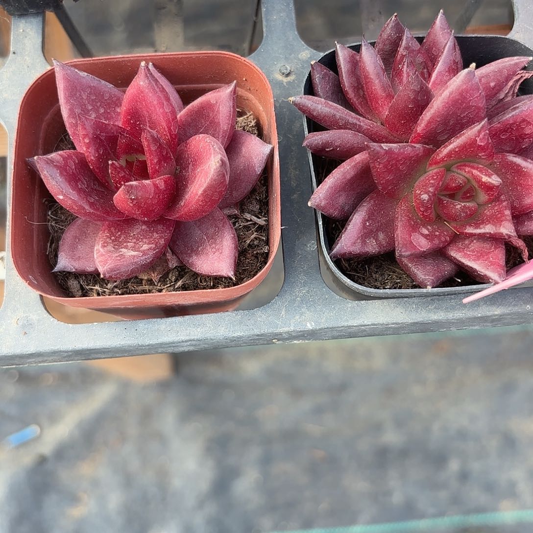 精品罗宾多肉植物