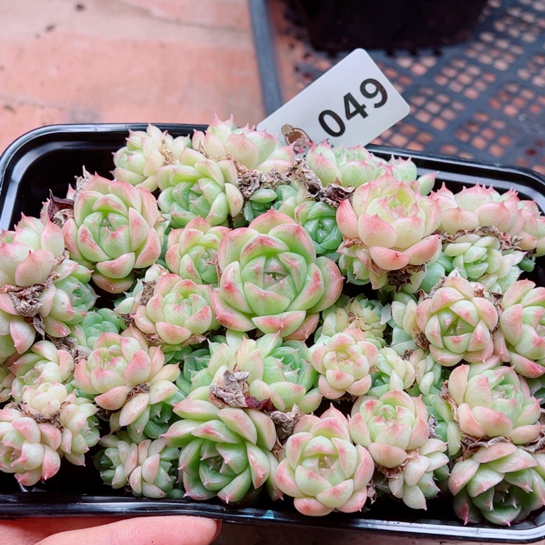 多肉植物多肉植物