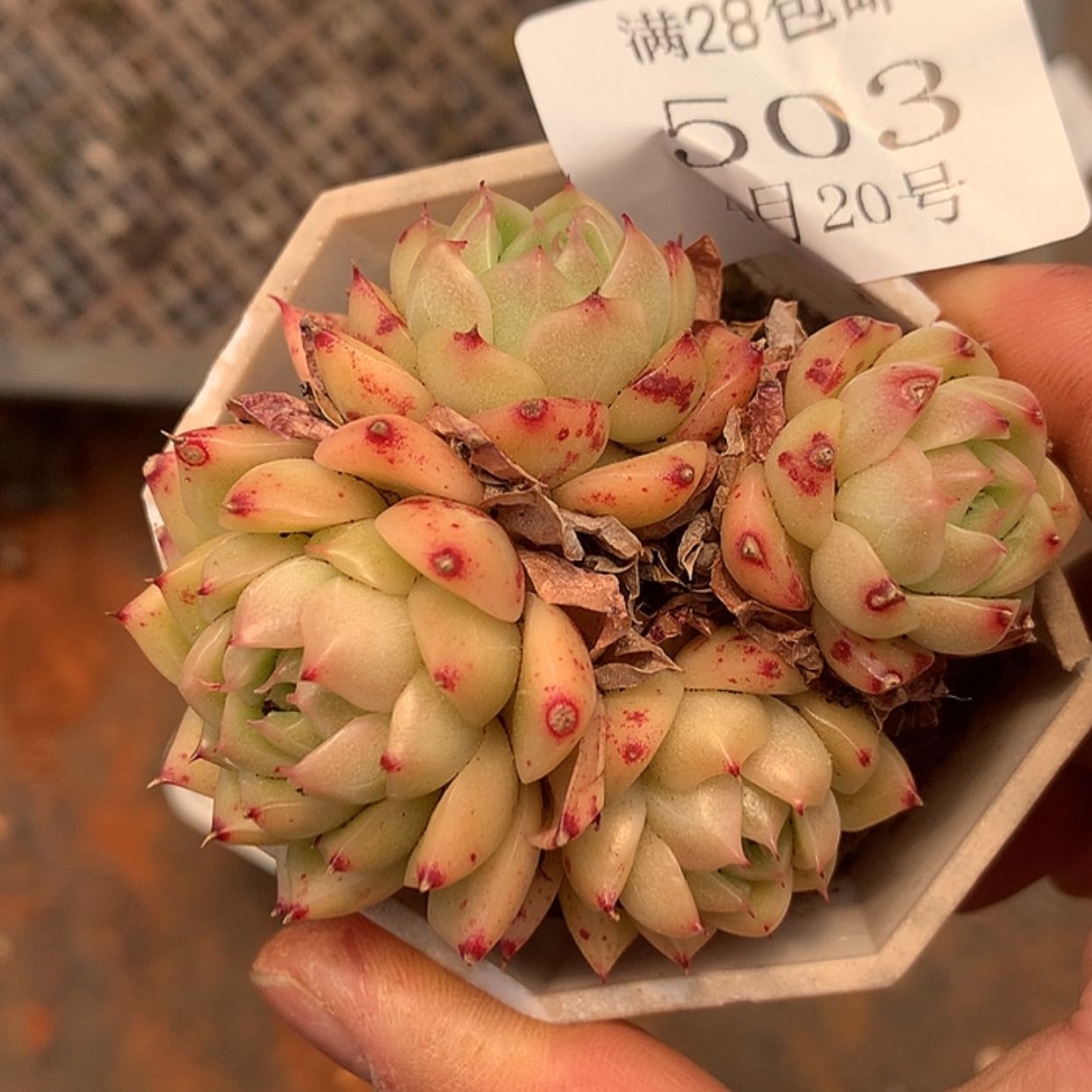 【闪购商品】云503