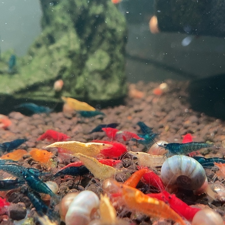 海水青江鱼秒杀直播间