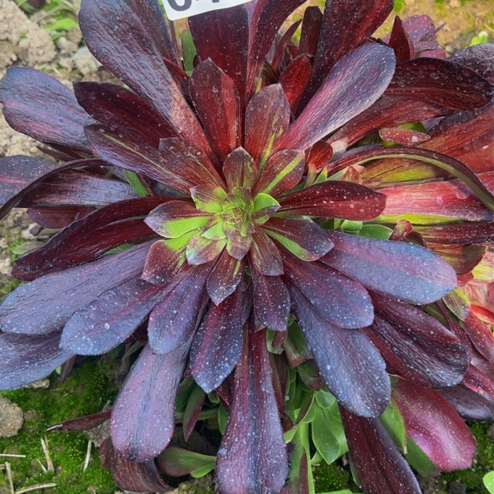 045欧若拉多肉植物法师