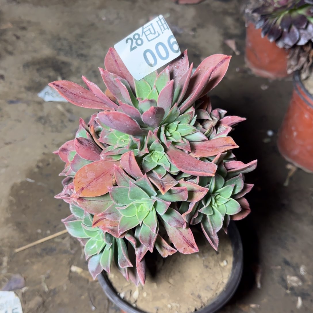 红叶多肉006满28包邮断枝不包