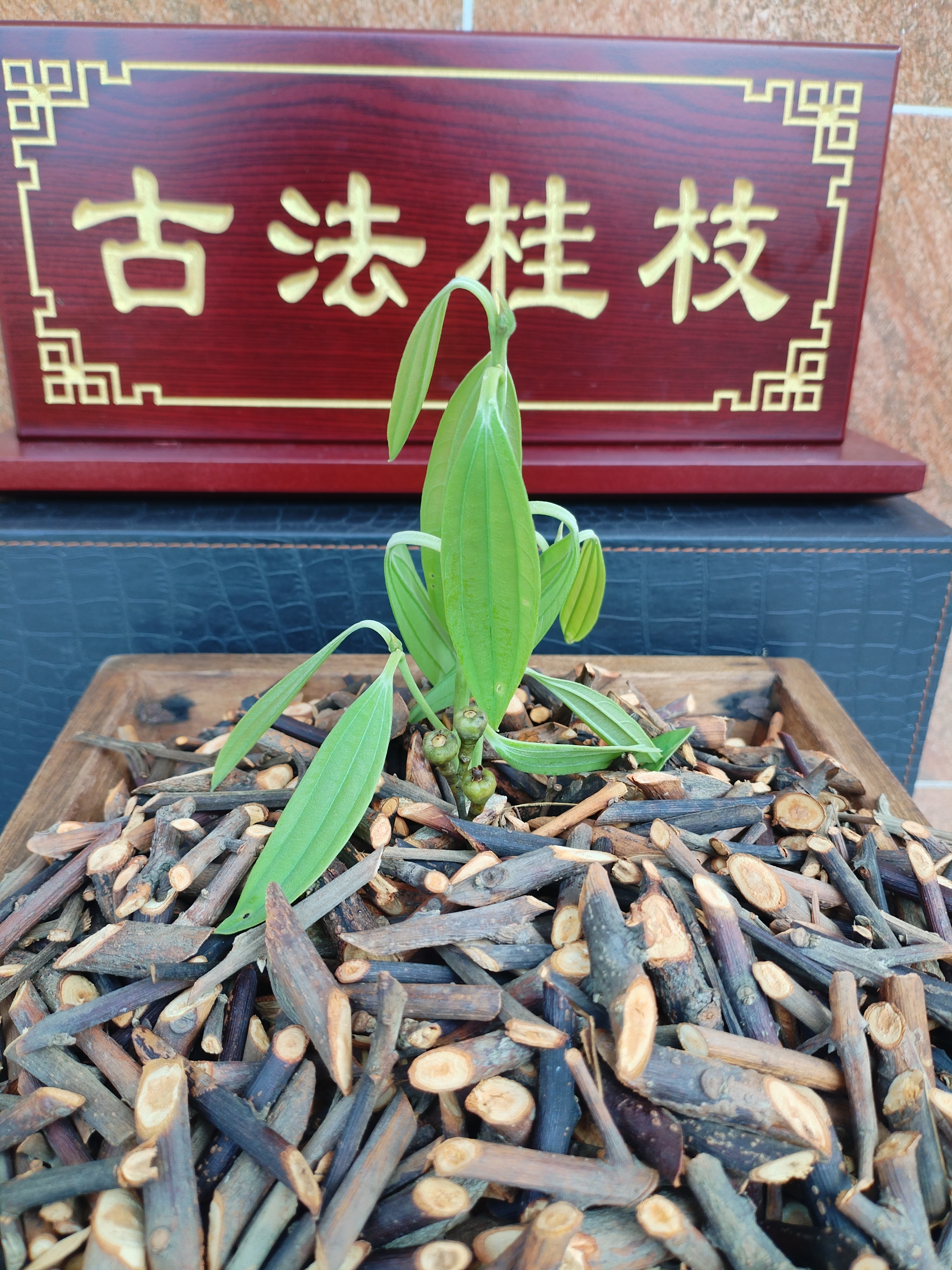 手工古法桂枝100克（买二送一）