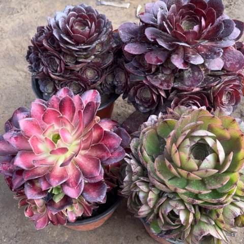 813多肉植物组合