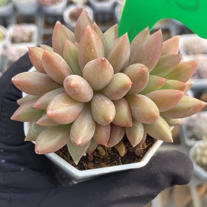 945车厘子多肉植物保护