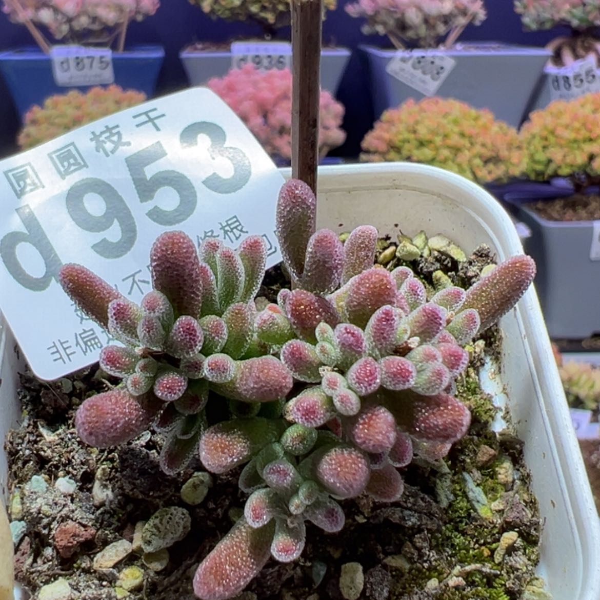 【闪购商品】d953小老桩琉璃枝干番杏