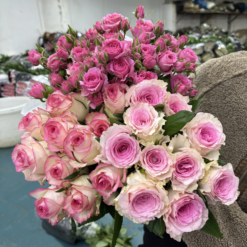 【玫瑰组合】单头玫瑰新鲜鲜花花束云南昆明基地直发速递同城家用