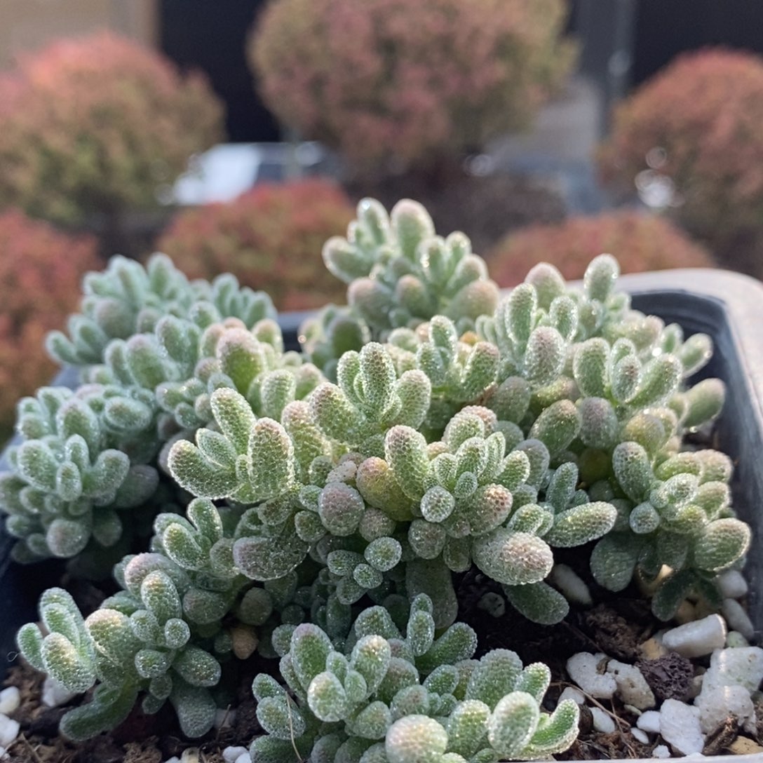 冰晶5155枝干番杏