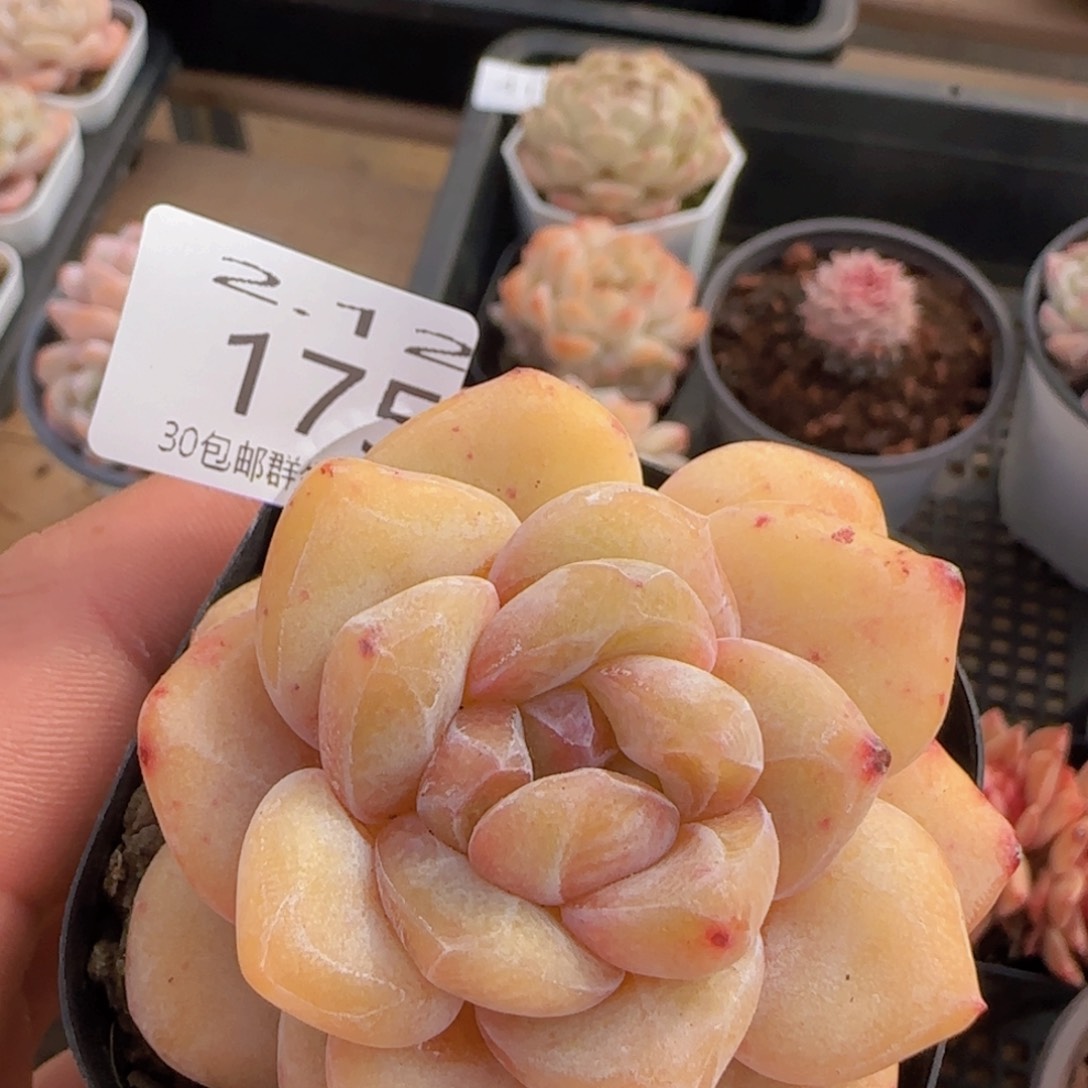 雪瓷石化单头一颗脱土发货