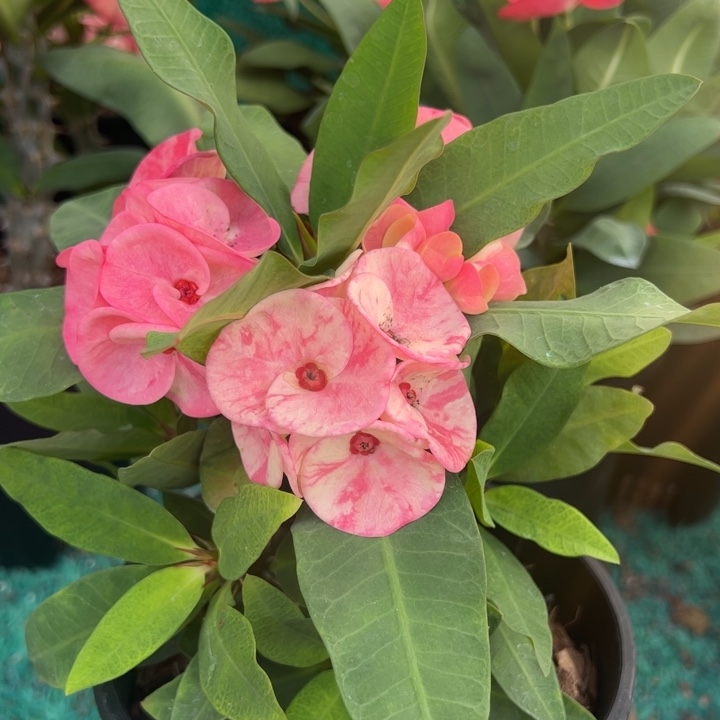 泰品扦插一物一拍