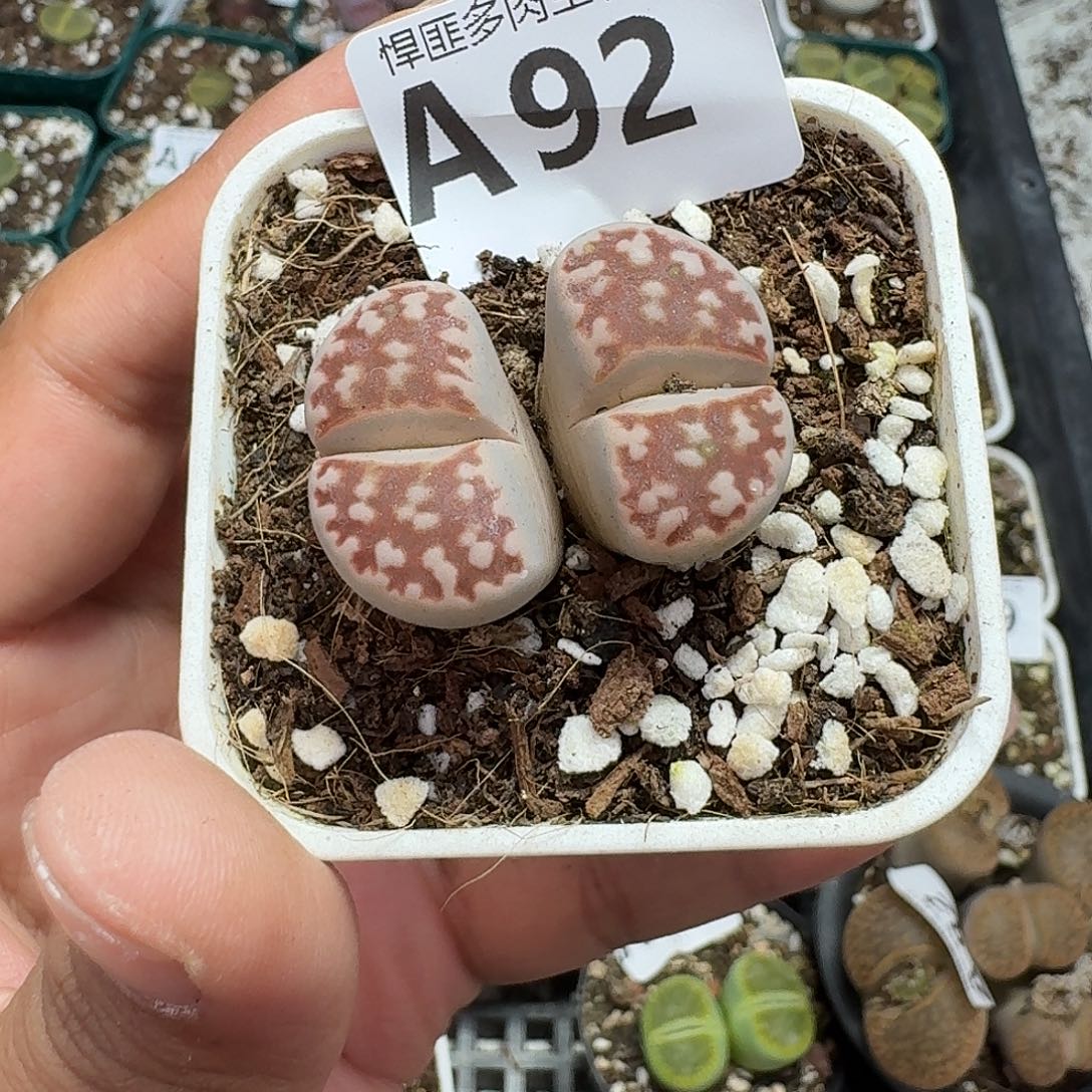 92多肉植物多肉植物