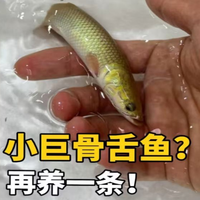 巨骨 河虎 巨暴三选一 碧中
