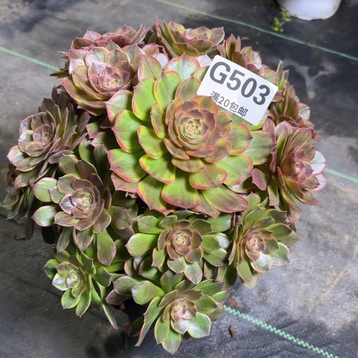 瑞妈园艺，01.28.503