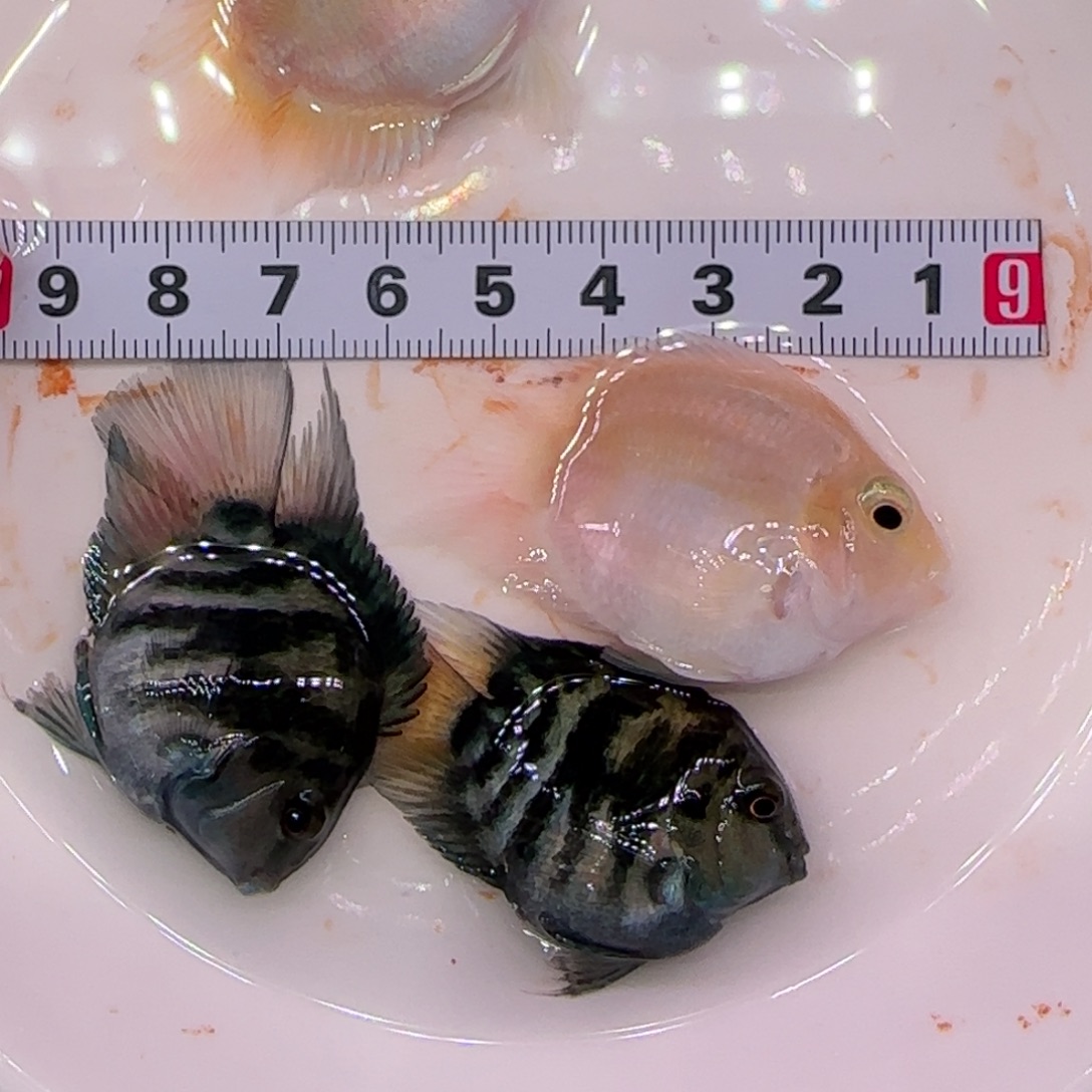 怀***念海水鱼两公两母4只