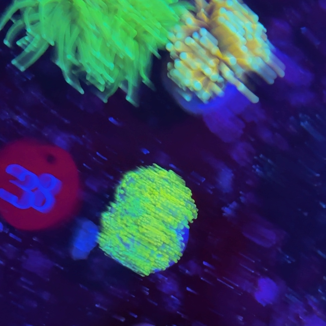 万鱼来朝海水观赏