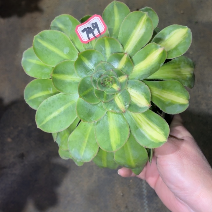 一物一拍749法师多肉