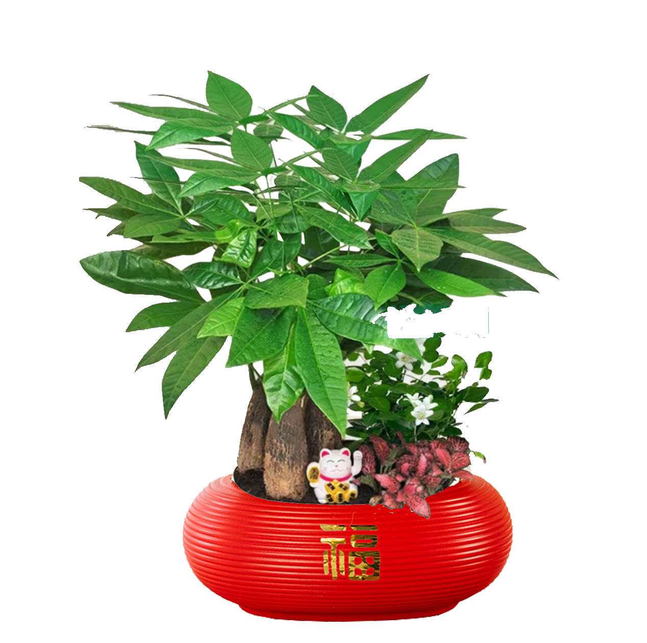 【发财树组合盆栽】冰水花室内盆栽30~40CM好养活客厅办公室桌面