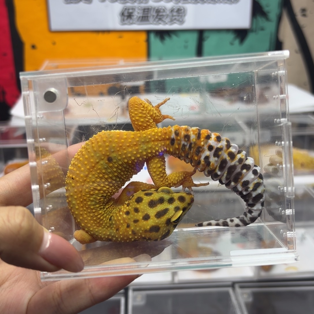 豹纹守宫翡翠 妹妹J072