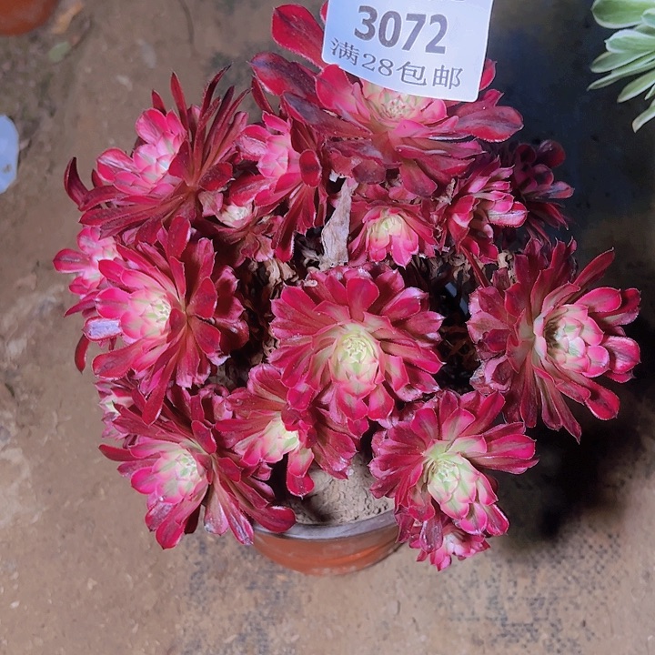 3072红铜白多肉植物老桩